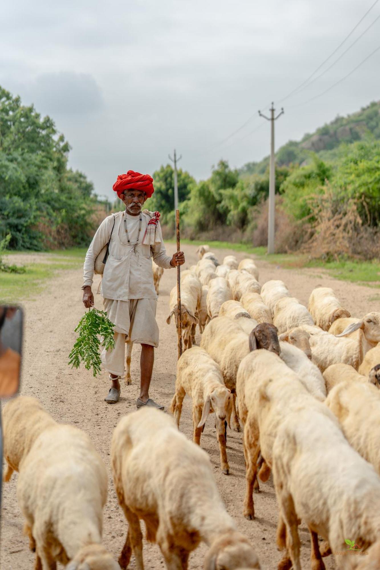Jawai Greens Jawai Bandh Extérieur photo
